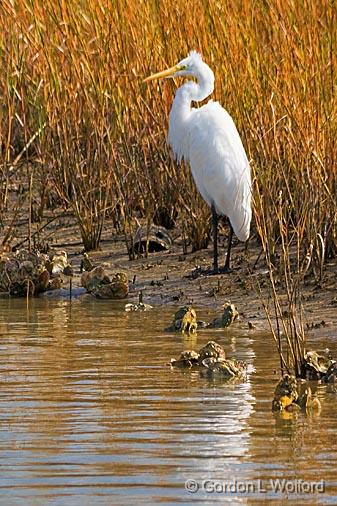 Egret On The Shore_29112.jpg - Great Egret (Ardea alba) photographed near Port Lavaca, Texas, USA.